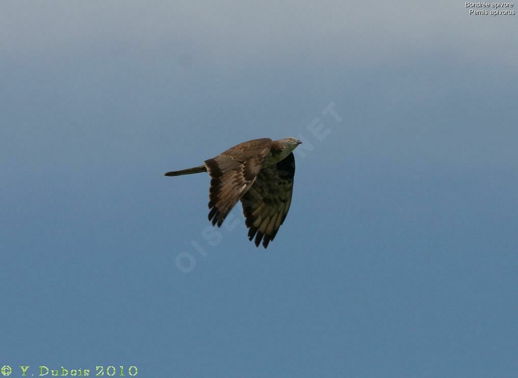 European Honey Buzzard