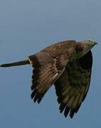 European Honey Buzzard