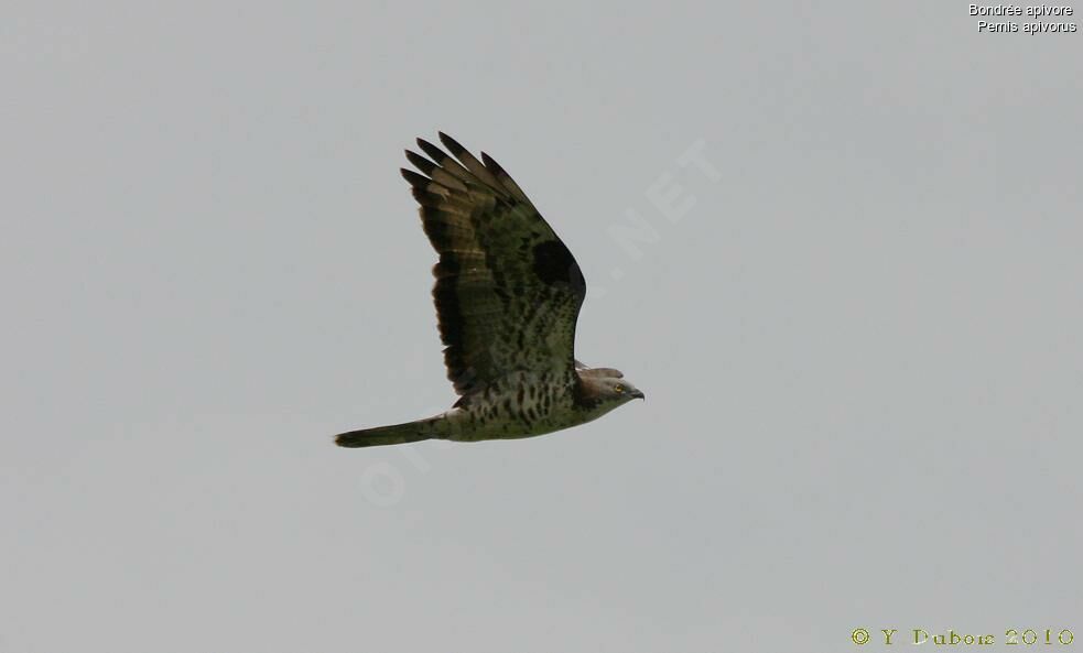 European Honey Buzzard