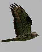 European Honey Buzzard