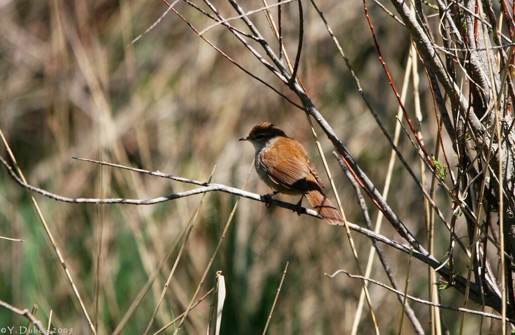 Bouscarle de Cetti