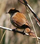 Cetti's Warbler