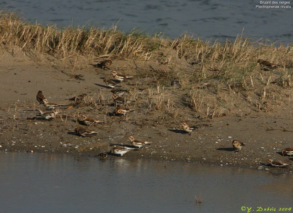 Snow Bunting