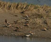 Snow Bunting