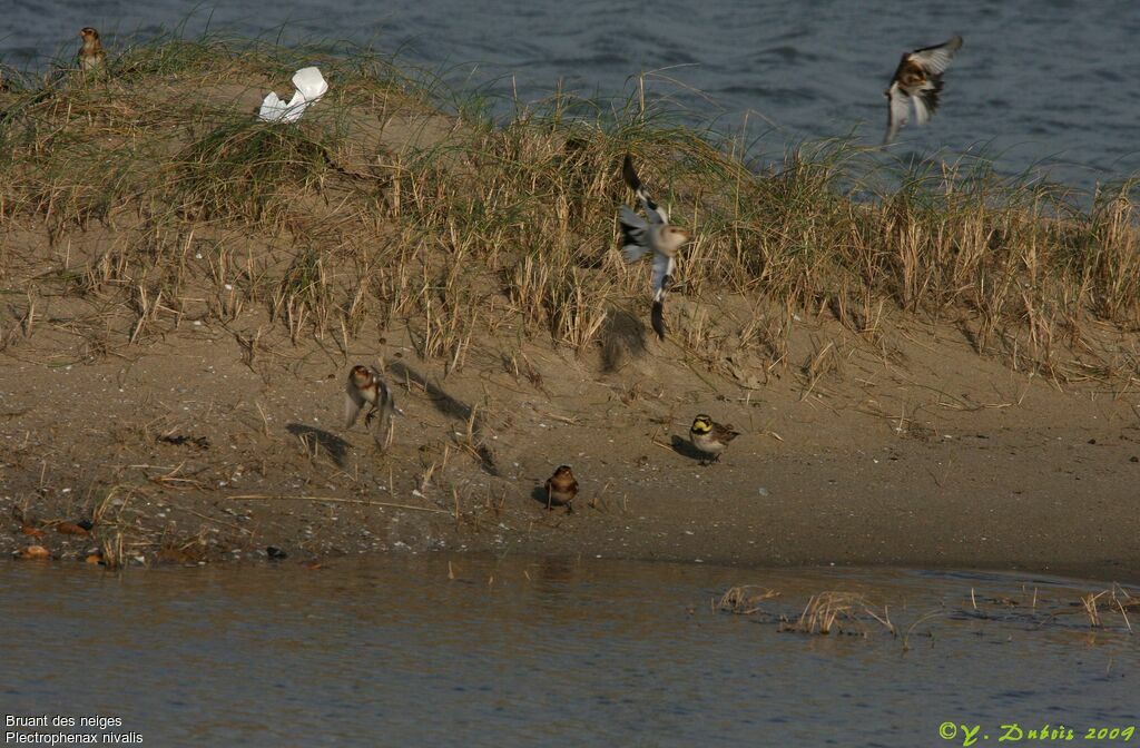 Snow Bunting