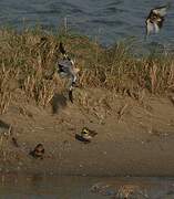 Snow Bunting