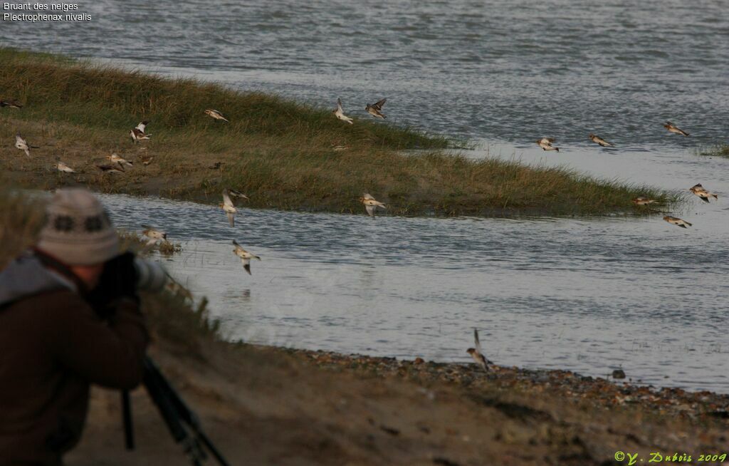 Snow Bunting