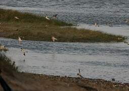 Snow Bunting