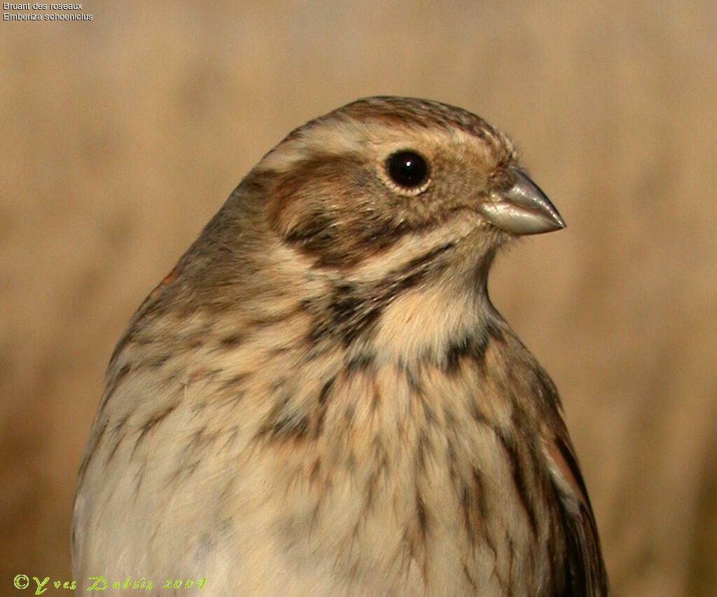 Bruant des roseaux