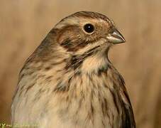 Common Reed Bunting