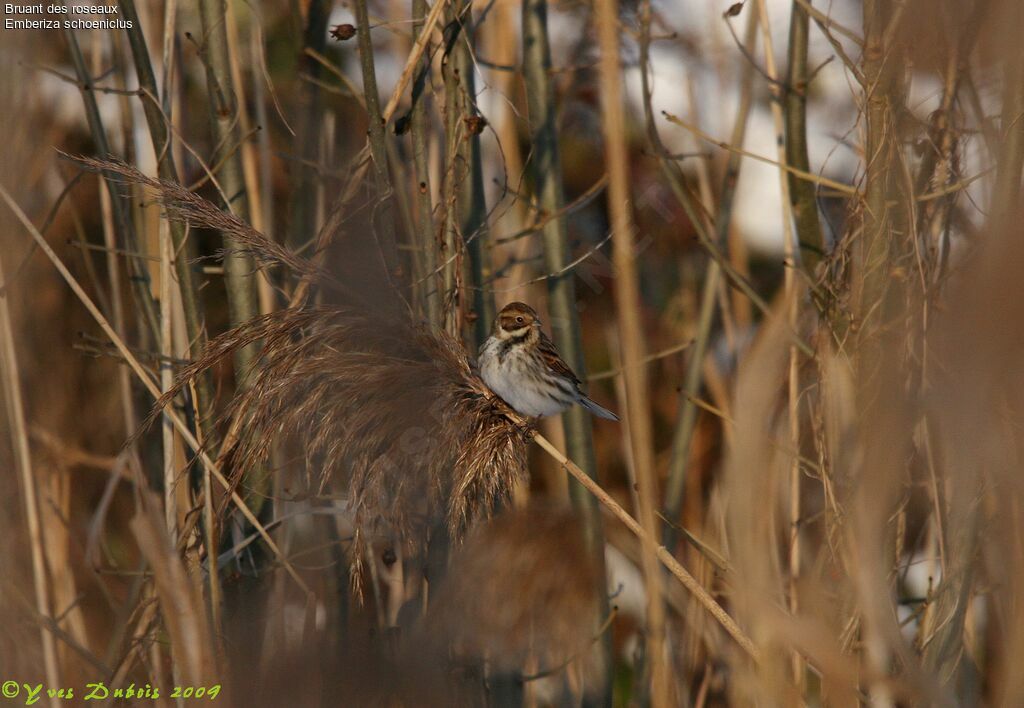 Bruant des roseaux