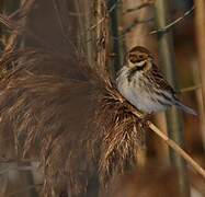 Bruant des roseaux