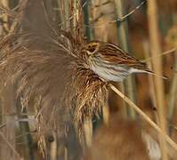 Common Reed Bunting