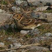 Lapland Longspur