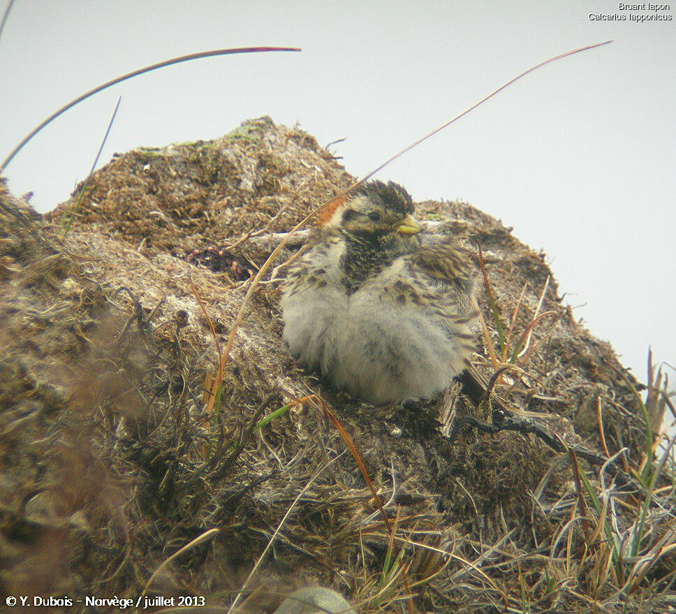 Lapland Longspur