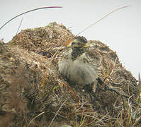 Lapland Longspur