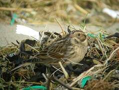 Lapland Longspur