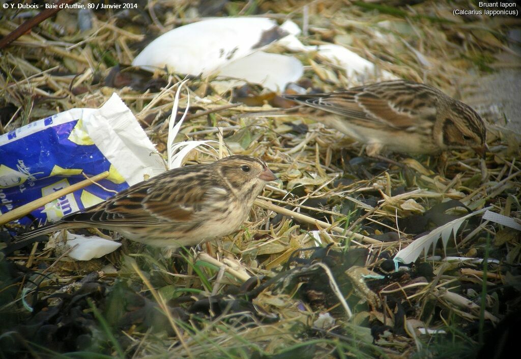 Lapland Longspur