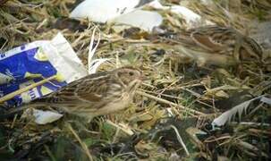 Lapland Longspur