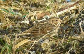 Lapland Longspur