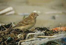 Lapland Longspur