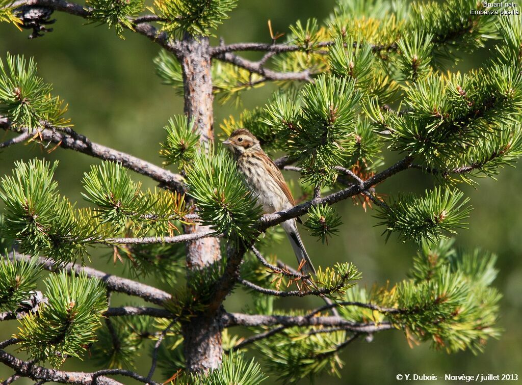 Little Bunting