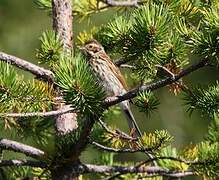 Little Bunting