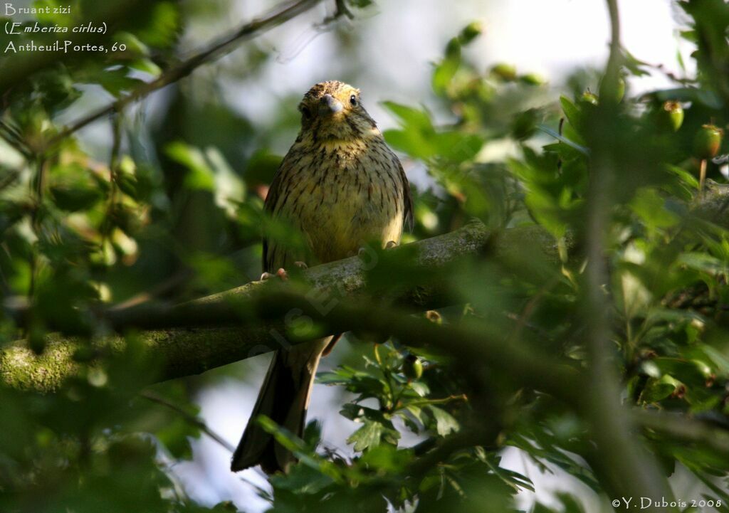 Cirl Bunting