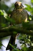 Cirl Bunting