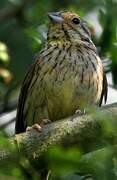 Cirl Bunting