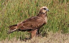 Western Marsh Harrier