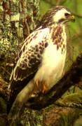 Common Buzzard