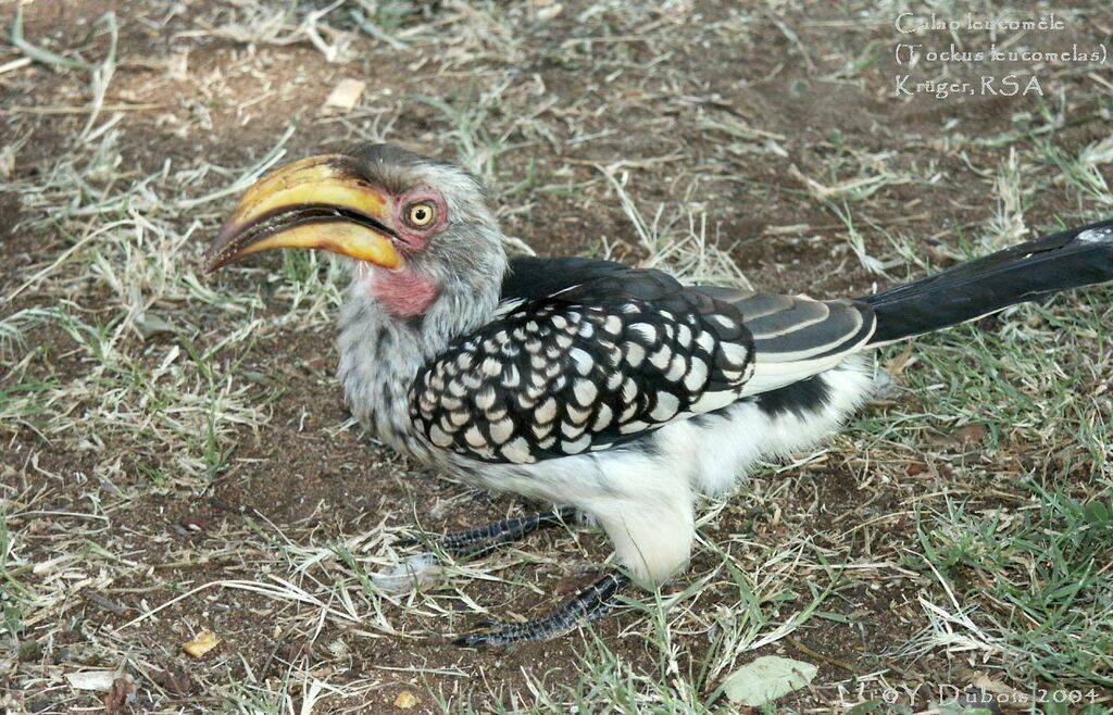 Southern Yellow-billed Hornbill