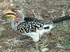 Southern Yellow-billed Hornbill