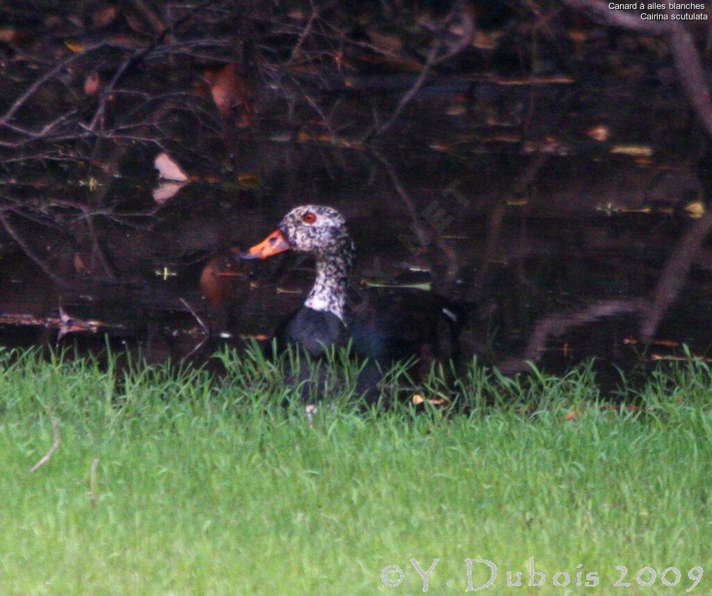 Canard à ailes blanches, identification