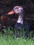 White-winged Duck