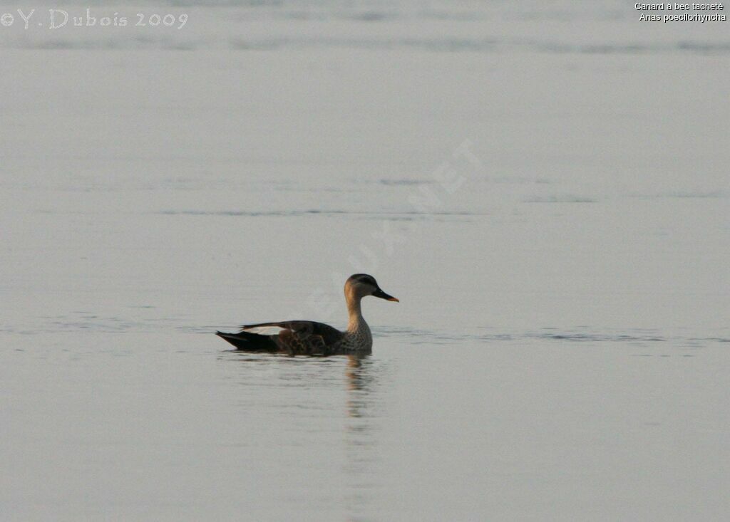 Indian Spot-billed Duck