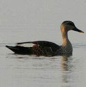 Indian Spot-billed Duck