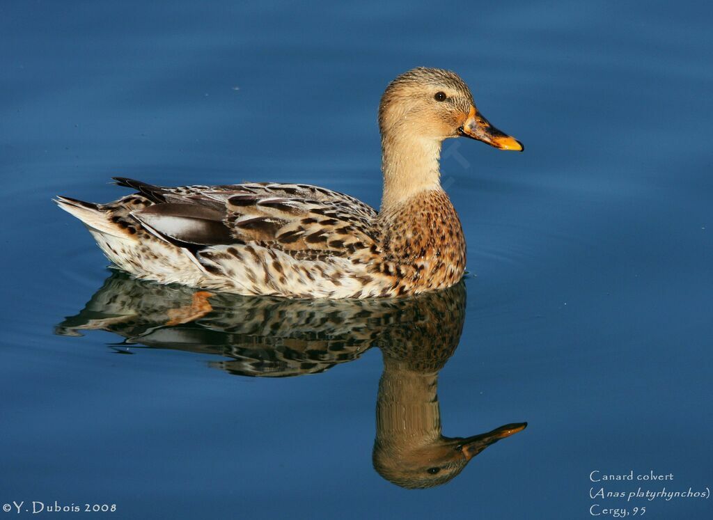 Canard colvert