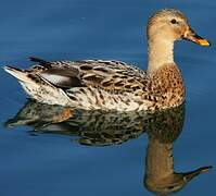 Canard colvert