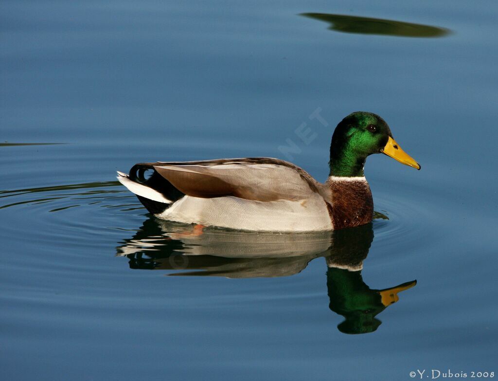 Canard colvert