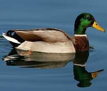 Canard colvert