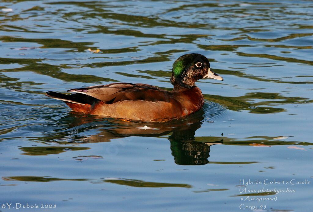 Canard colvert