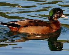 Canard colvert