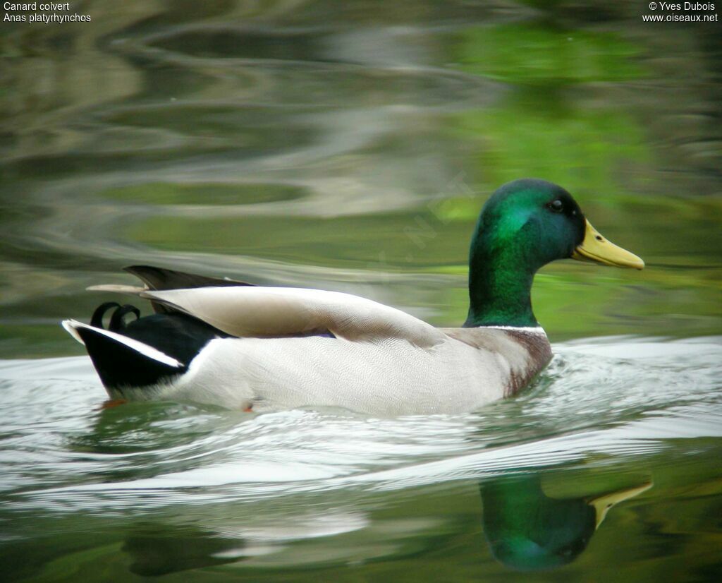 Canard colvert