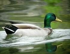 Canard colvert