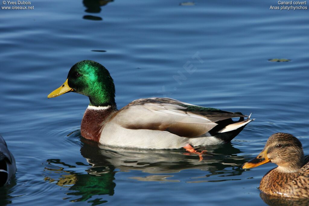 Canard colvert