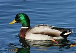 Canard colvert