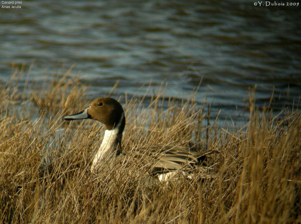 Canard pilet