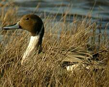 Canard pilet